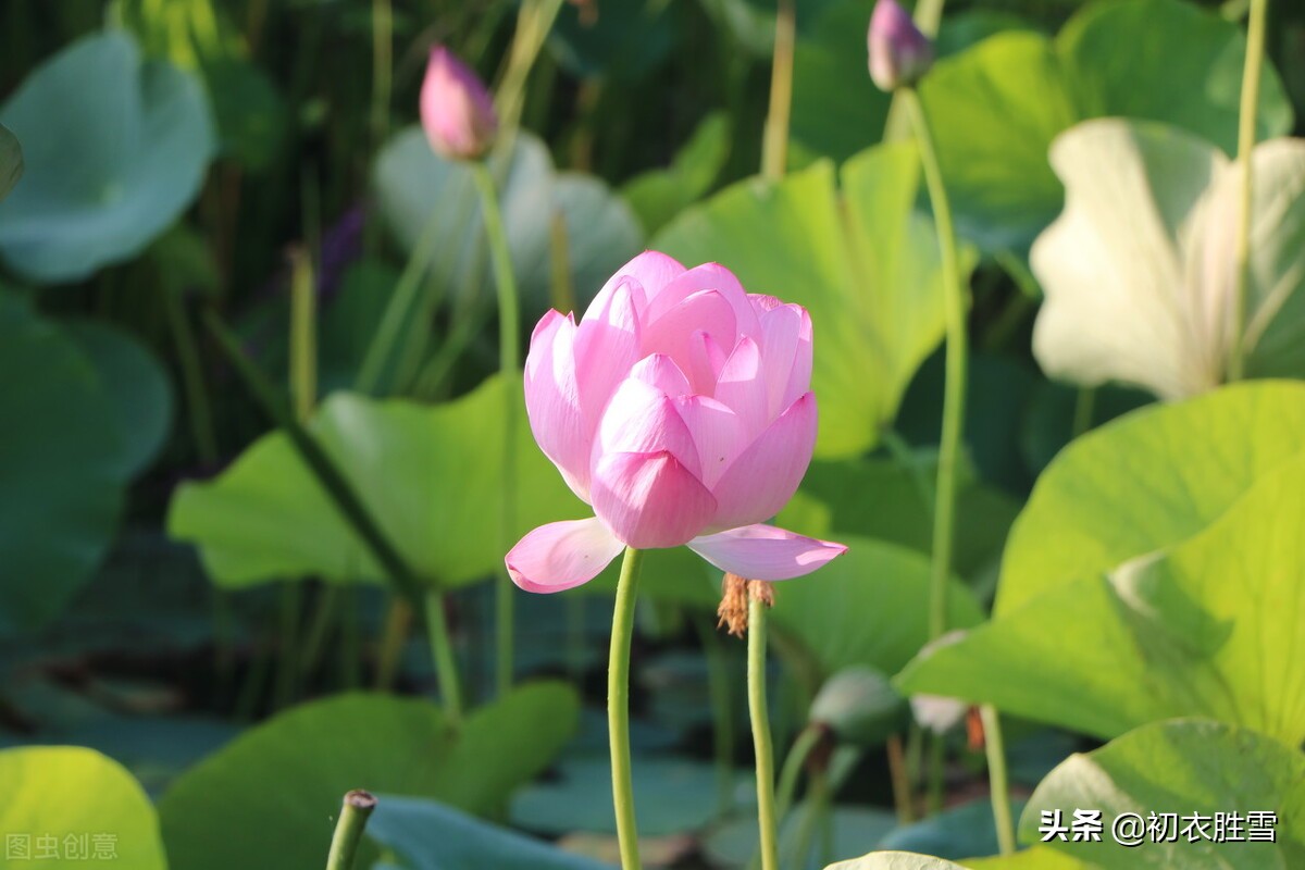 蒋捷唯美风荷两首,我爱荷花花最软,似彩凤、乱惊飞