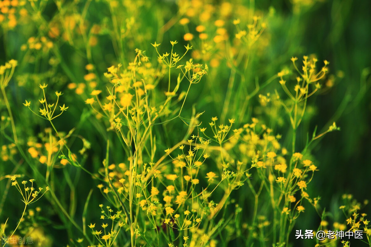 伤寒高烧,伤寒论如何治喉咙肿胀高烧