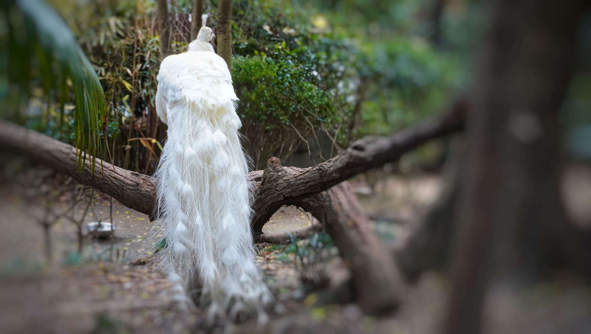 索尼微单6000与6100区别,索尼6100拍抖音评测