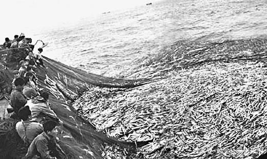 大黄鱼这么贵是因为营养更高吗,野生大黄鱼的五个不一样