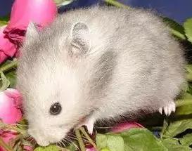 仓鼠种类大仓鼠,仓鼠的详细资料仓鼠的种类