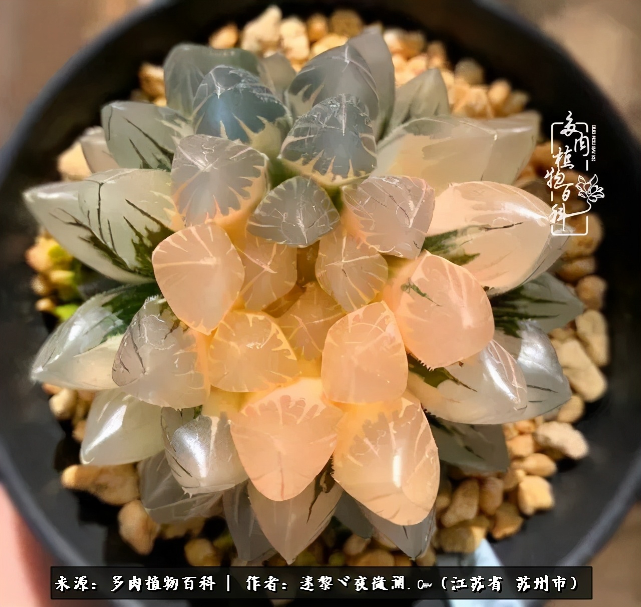 围观多肉版武林大会，一起穿越吧,下