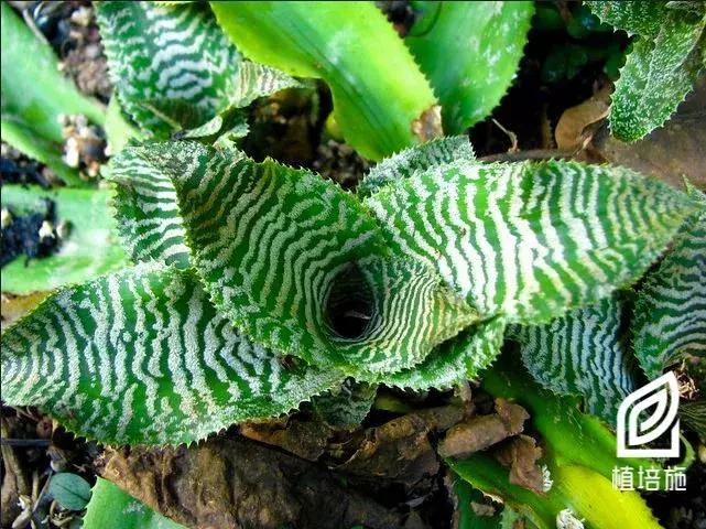 姬凤梨水培最简单的方法,姬凤梨的养护方法