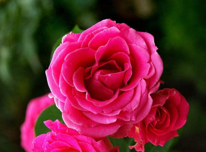 盆栽的藤本月季管理方法,爬满墙的藤本月季