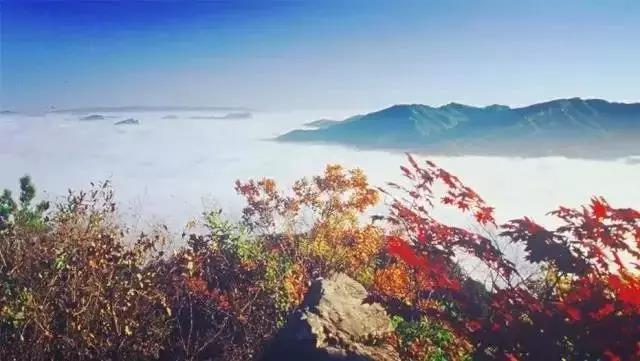 大连枫叶最佳观赏时间,大连枫叶红视频