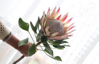 鲜花插花技巧专业术语,插花常见鲜花名称大全