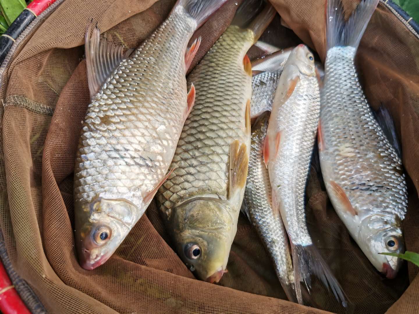 钓鲮鱼调漂最佳的方法,钓鲮鱼怎么调漂和找底