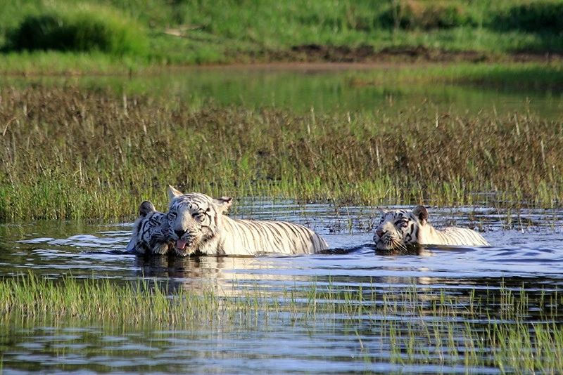 辟谣:虎入非洲*杀屠**狮群,破坏生态平衡?