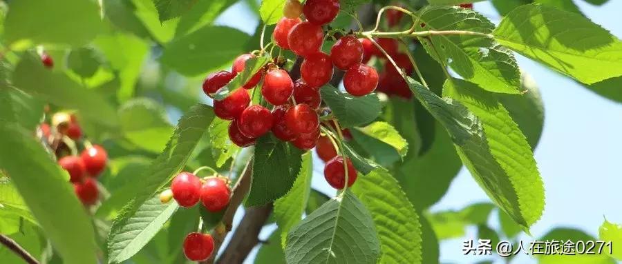 西安樱桃园,西安附近樱桃园采摘园位置