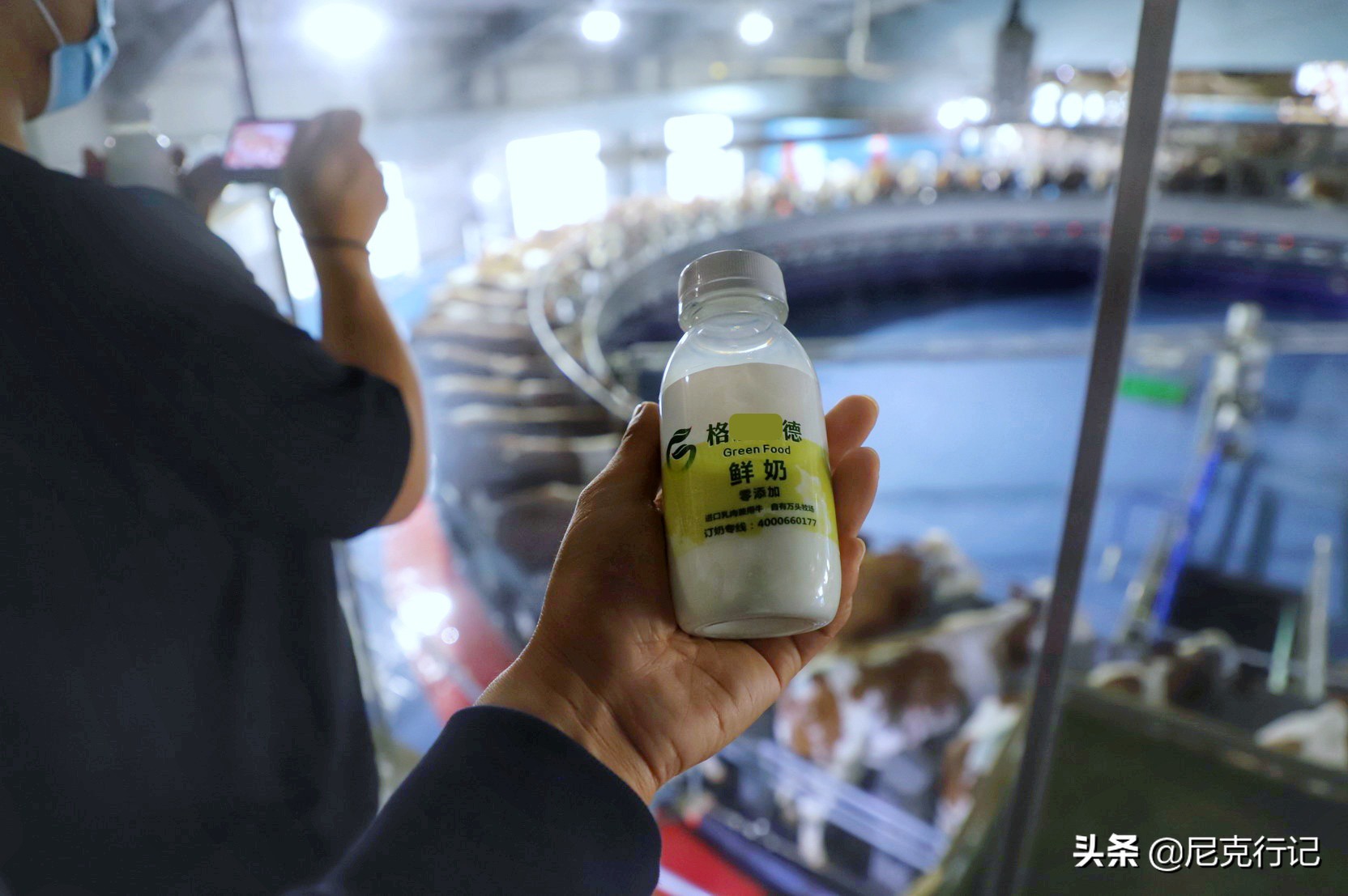 山东龙口之旅：4000头奶牛同时挤奶场面壮观，鲜奶的味道很特别