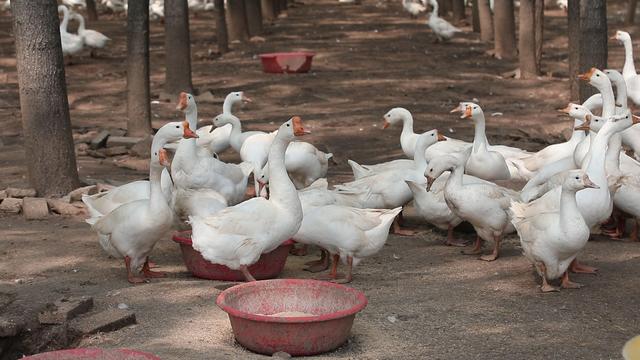 养鹅养殖户盲目跟风,想养鹅怎么办