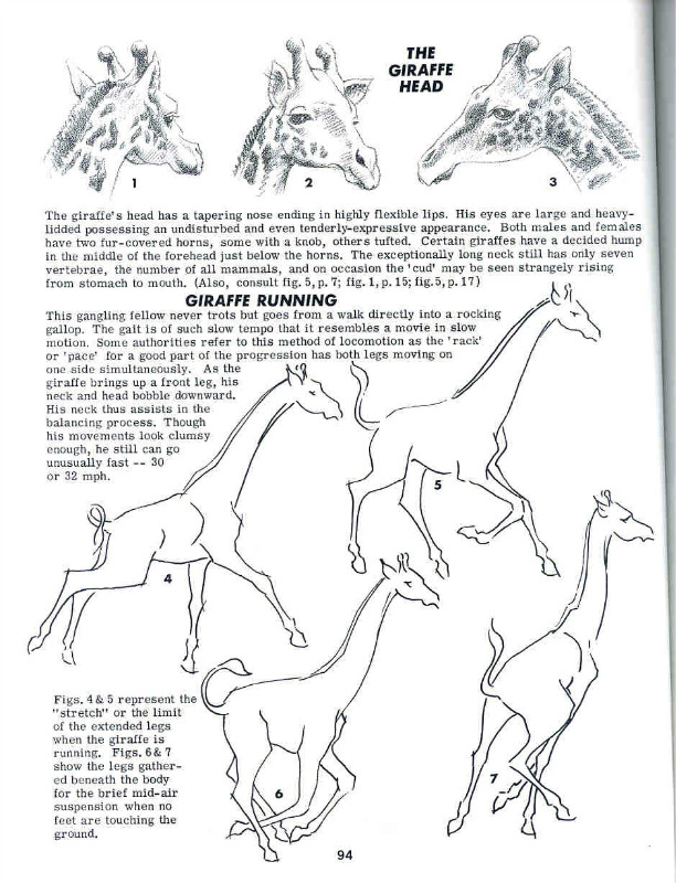 一百幅动物素描,近百幅动物画