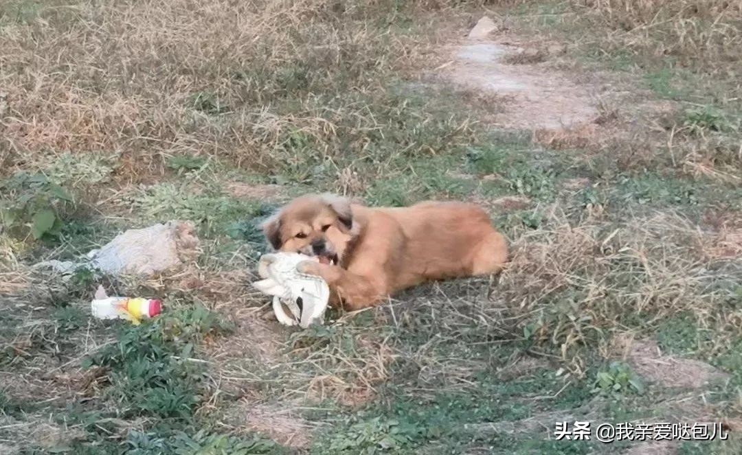 被全网通缉的狗,全网通缉的狗是谁