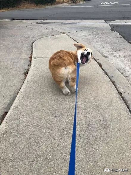 遛完狗狗不回家,狗狗遛完不肯回家怎么办