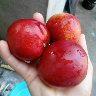 脆桃什么时候上市 (四川脆桃是什么品种)