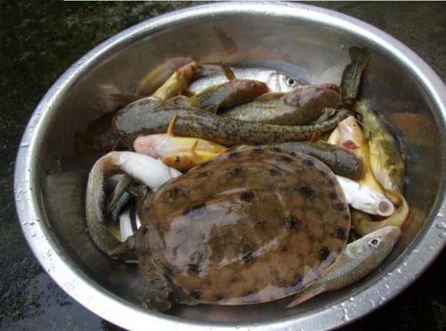 野生甲鱼的生活习性及钓法,20斤的野生甲鱼多少年能长这么大