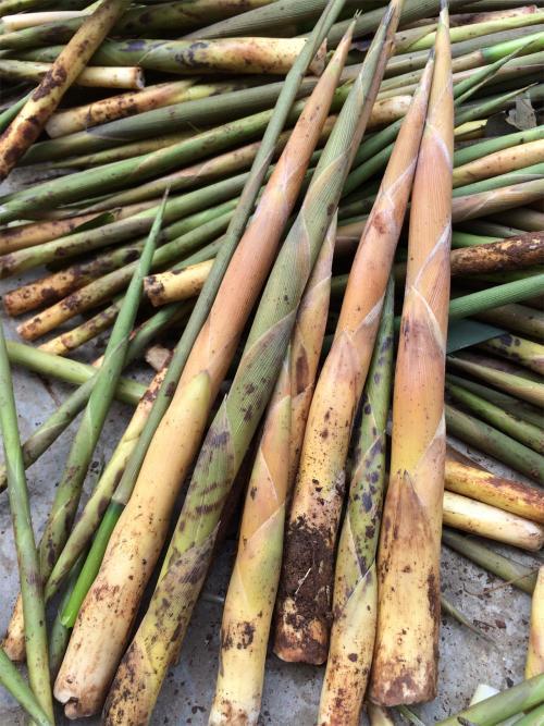 竹笋应该怎么弄呢,怎样的竹笋比较好种