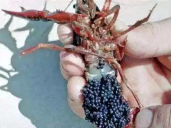 小龙虾的卵为什么变红了,小龙虾产卵能否分离母体