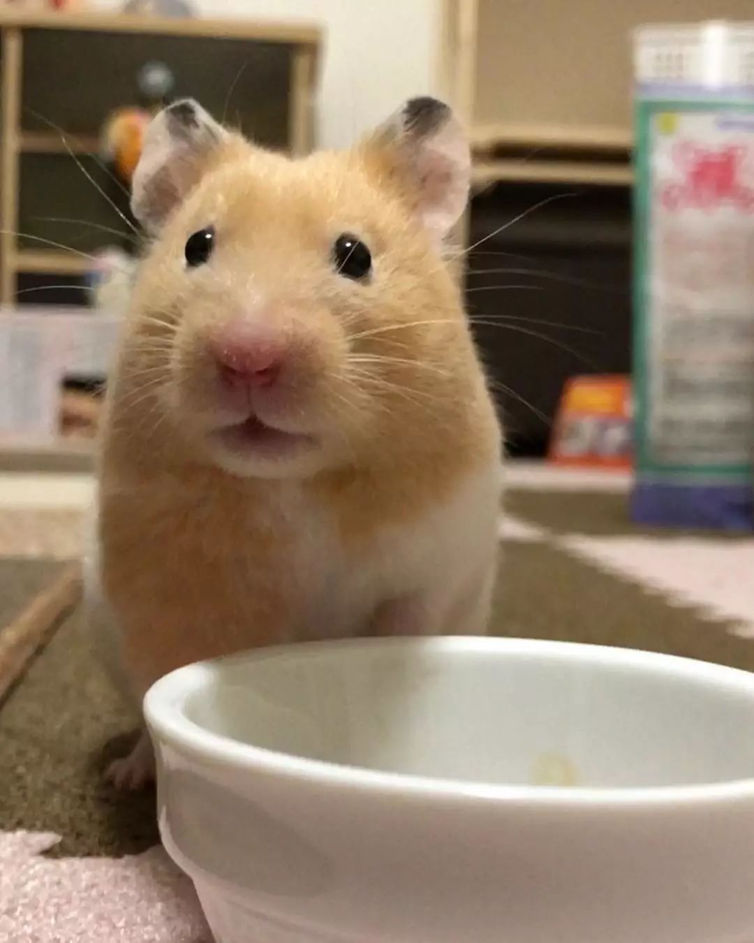 如何教仓鼠去定点的地方上厕所,怎么教仓鼠定点上厕所和洗澡