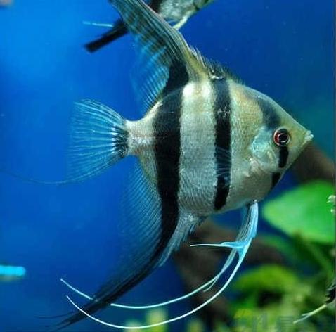 养观赏鱼小知识大全,养观赏鱼知识大全