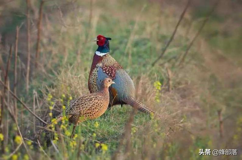 自家田地可以养殖鸡吗,把家鸡放到荒野能否变成野鸡