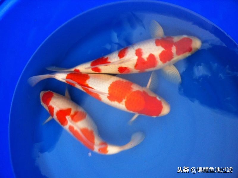 锦鲤怎么转水最好视频教程,锦鲤怎么用盐和黄粉转水