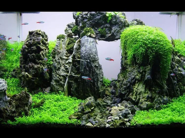 这个小缸太厉害了，佩服作者的养功