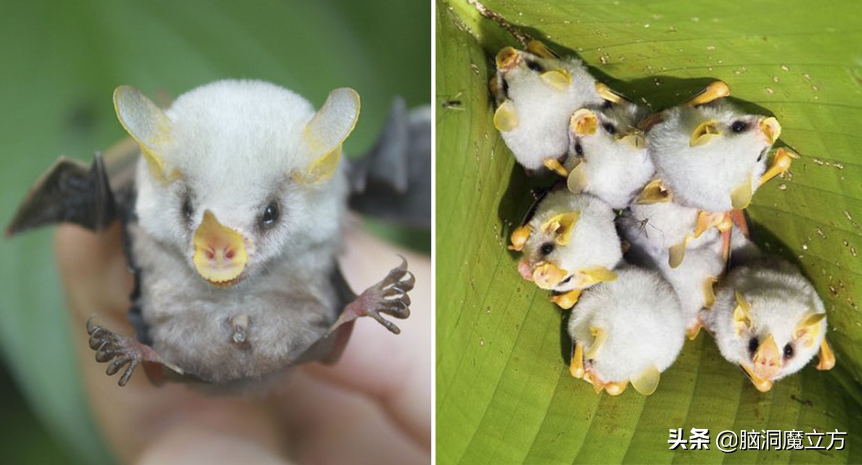 6种呆萌可爱的动物幼崽,盘点那些可爱蠢萌的小动物