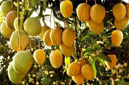 芒果有小黑斑还能不能吃啊,芒果外面有黑点黑斑是什么原因