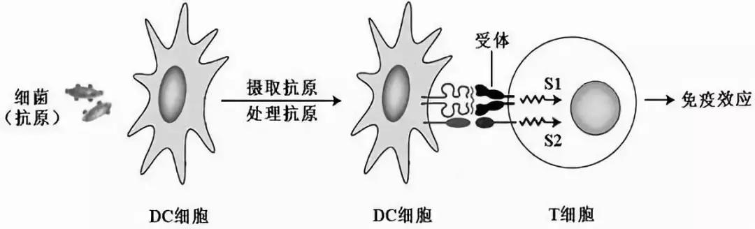 益生菌与真菌,益生菌与幽门螺杆菌
