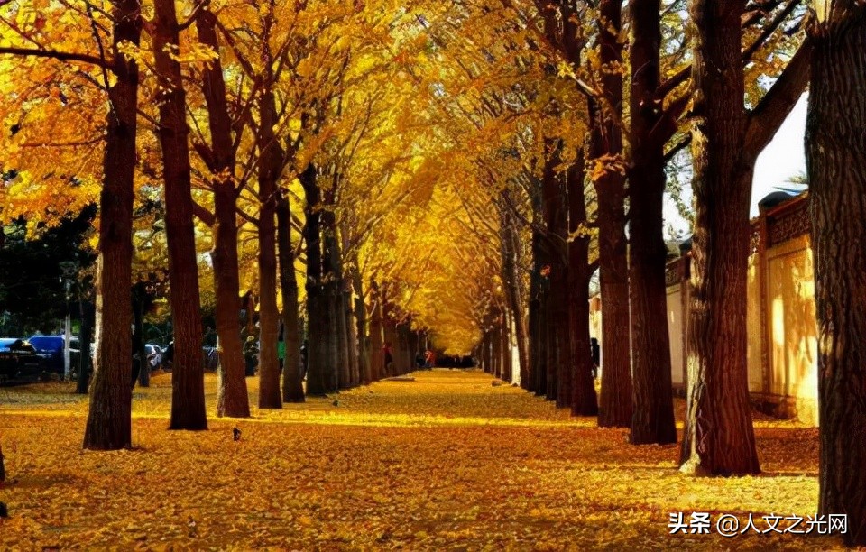 醉美银杏路图片大全,北京赏银杏叶路线