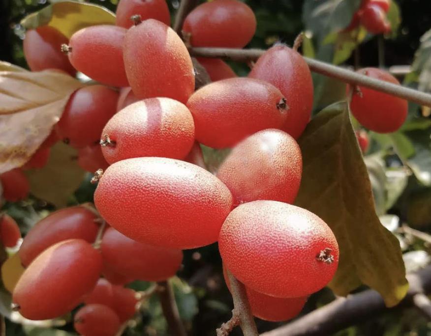 儿时山上摘像草莓的野果,山上有一种野果像羊奶果
