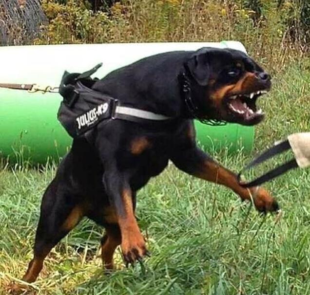 罗威纳犬咬人是什么样的表现,罗威纳犬为什么会咬人