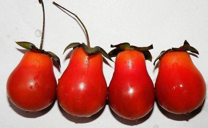 金弹子开花授粉时间,金弹子开花初期如何养护和管理