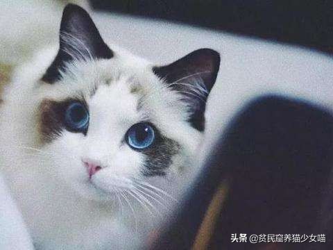 猫应该怎么抱才不会跑也不会咬人,你抱猫咪的方法正确吗