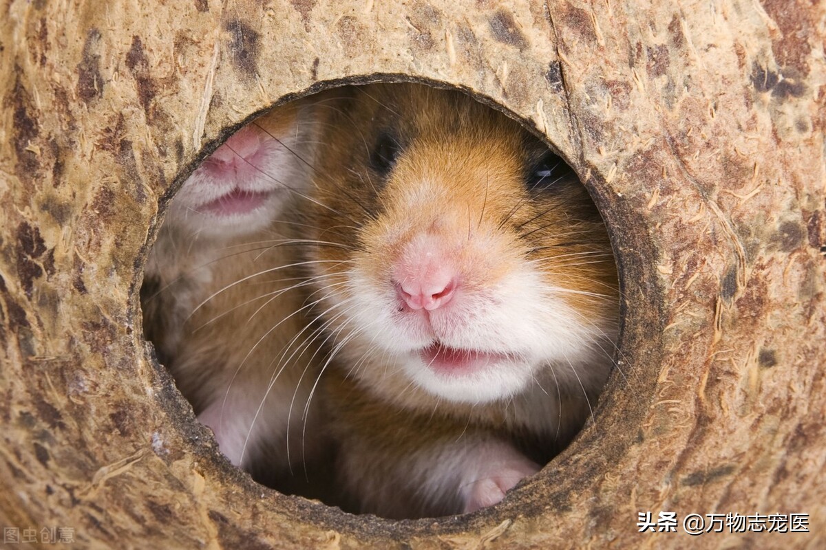 仓鼠的一些常见病和解决办法,养仓鼠的注意事项和常识