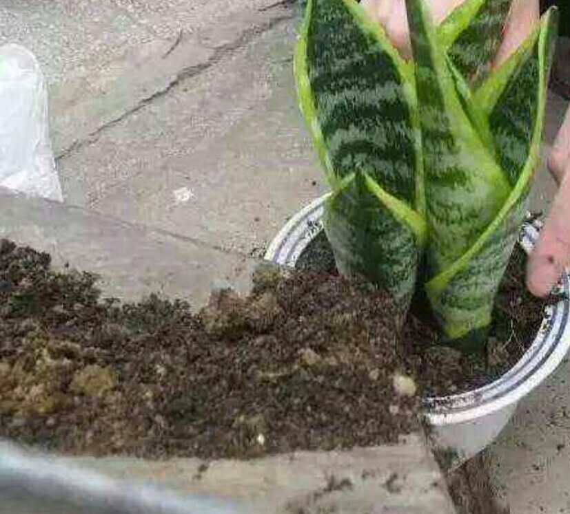 养花盆土发霉了怎么办,养花盆土板结