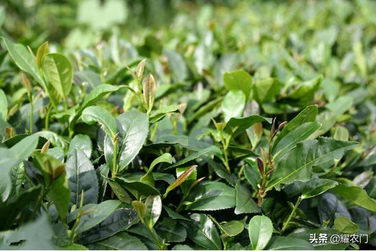 花香味茶叶怎样做出来,茶叶的种植技巧和方法