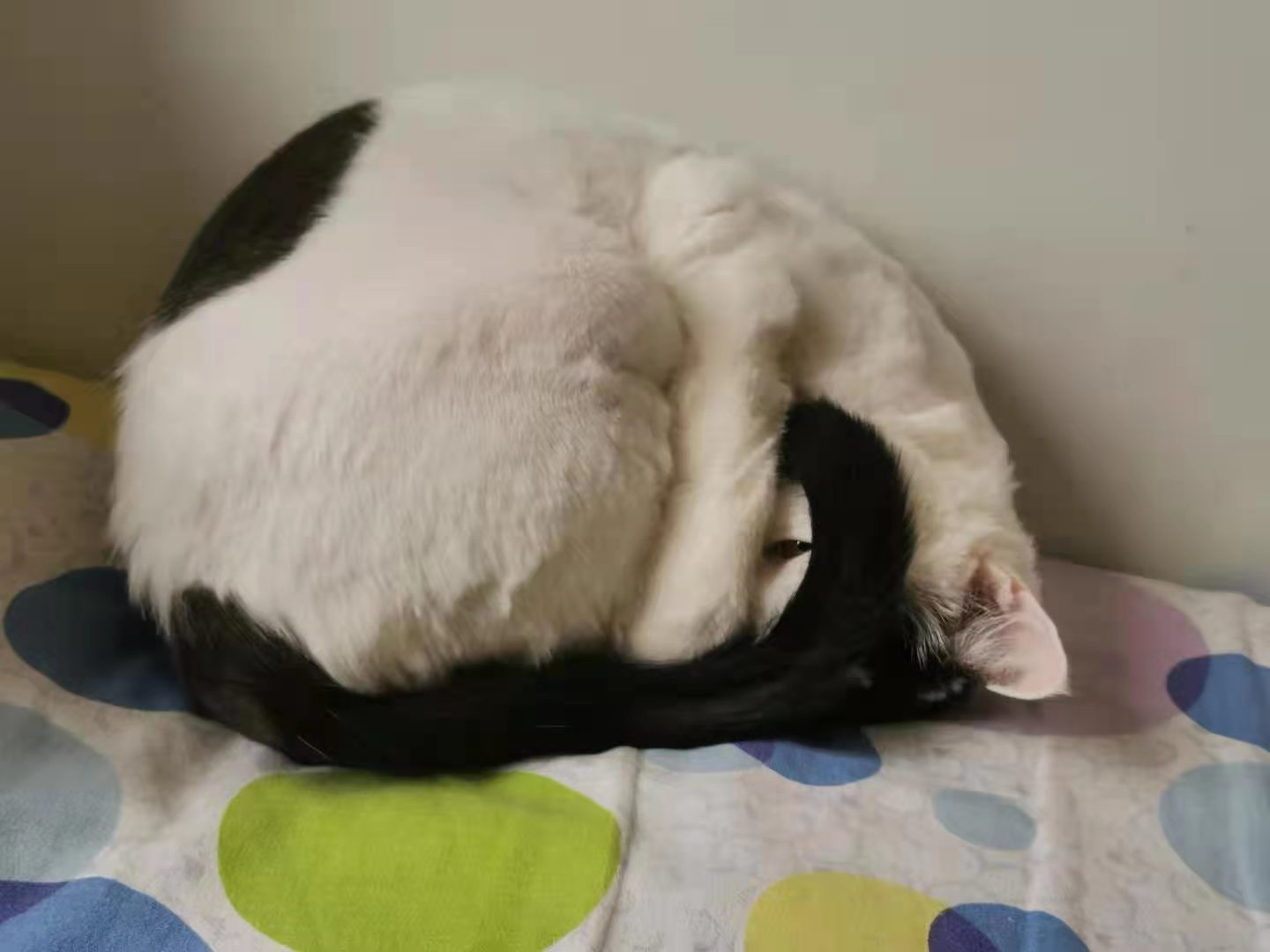 自制猫粮好还是买的猫粮好,猫咪吃猫粮好还是自制猫粮好