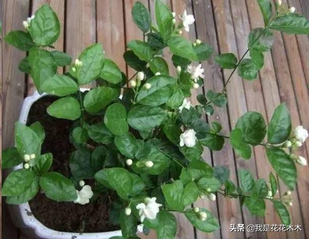 夏天天热养这3种花,这3种花超耐旱