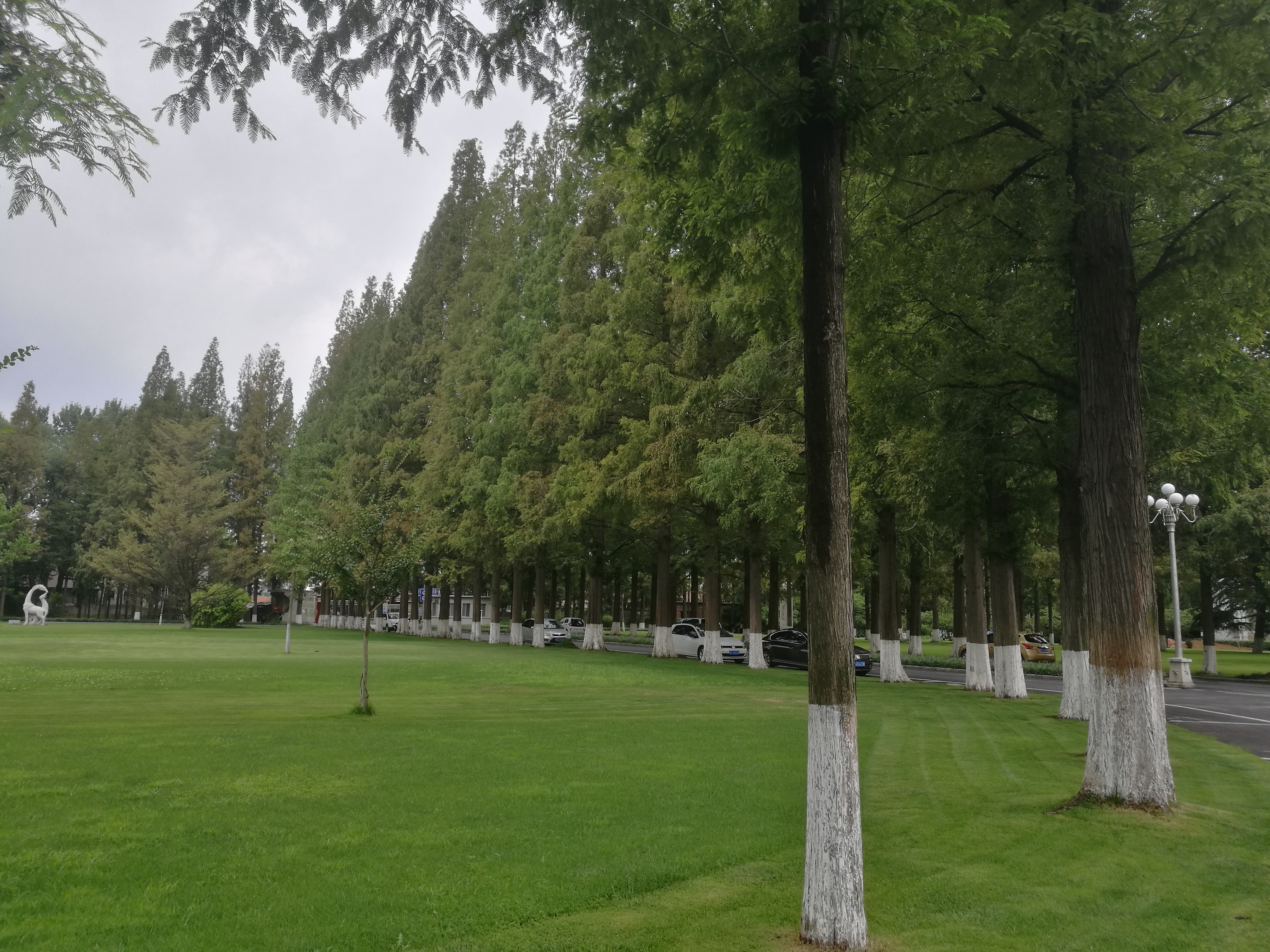 银杏水杉的化石图片,挺拔的水杉