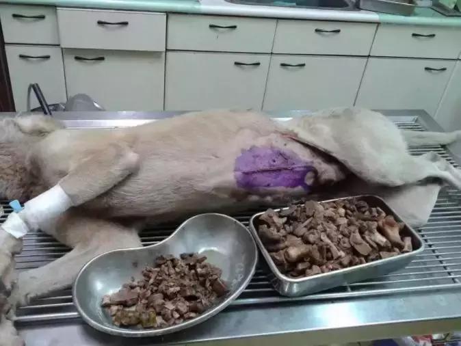 福懋动物医院解放大道分院,福懋动物医疗中心