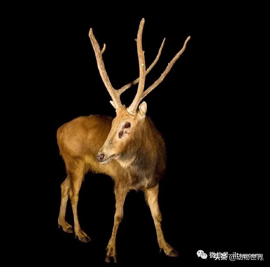 十大濒危动物国际珍惜动物保护日,世界珍稀保护动物保护日