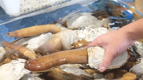 广州荔湾象拔蚌刺身,生蚝象拔蚌海鲜自助