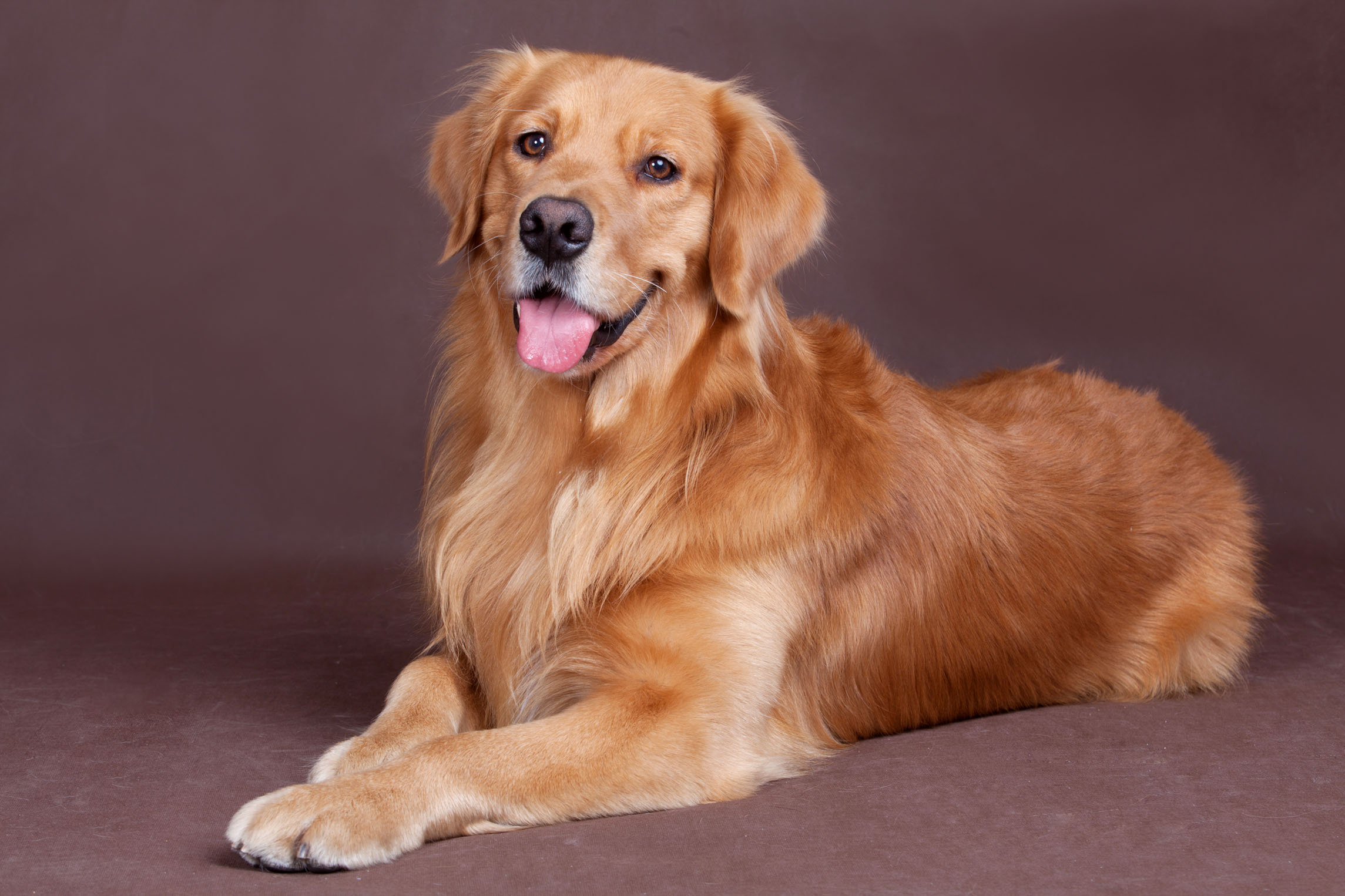 养狗是金毛好还是拉布拉多好,养狗金毛和拉布拉多哪个更好