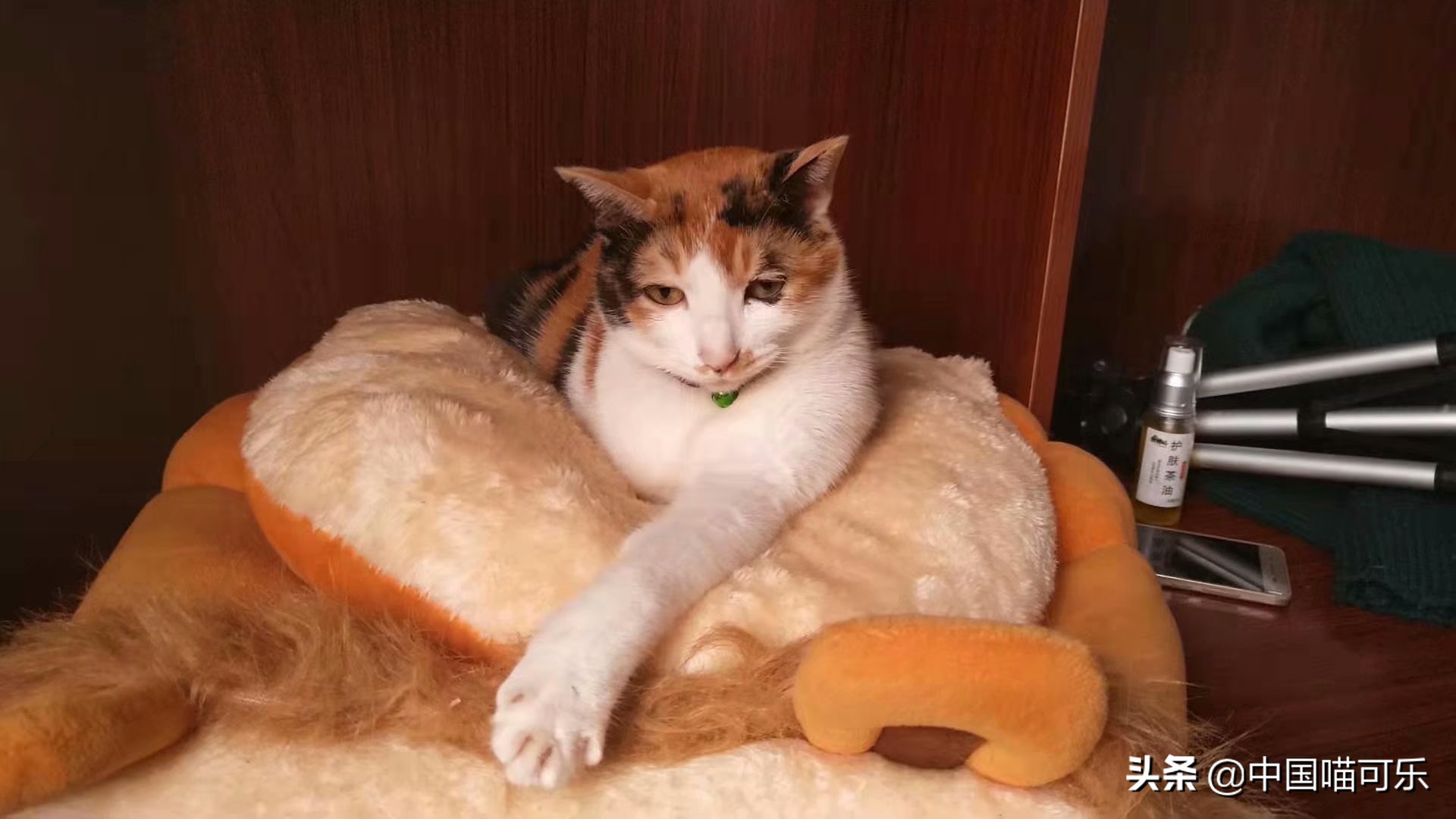 母猫突然叫个不停要人去摸它,母猫突然叫得很奇怪