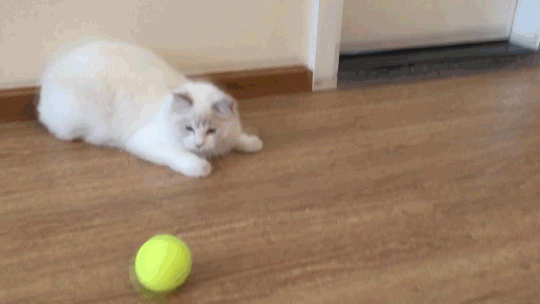 布偶猫身长四十厘米体重九斤,超级可爱的布偶猫有两万斤