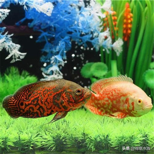养地图鱼可以不打氧吗,地图鱼最佳饲养温度