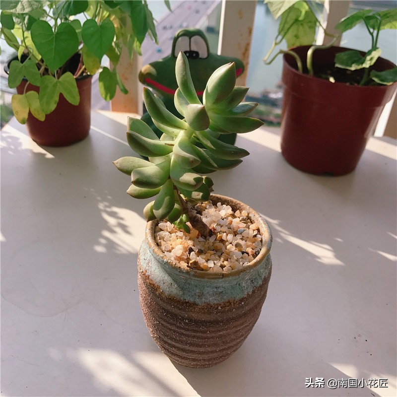 多肉花斑鹿变黄色,多肉徒长的会变成老桩么