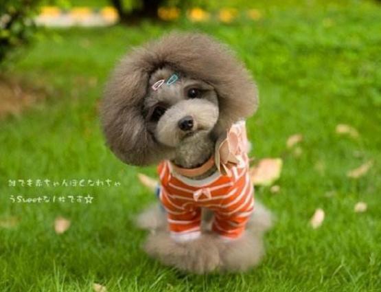 养泰迪怎么训,3-4岁泰迪狗狗怎么训练定点大小便